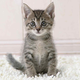 Illustration for article titled UNPOPULAR OPINION: I dont find kittens that cute